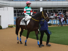 20150308 中山5R 3歳未勝利 ラッシュアタック 10