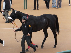 20150125 中山11R AJCC(G2) ショウナンラグーン 18