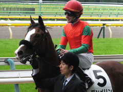 20161030 東京1R 2歳未勝利 プンメリン 20