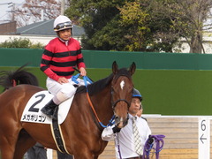20161204 中山3R 2歳未勝利 メガポリゴン 19