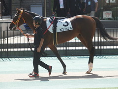 20181007 東京5R 2歳メイクデビュー ピンシェル 04