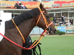 20181223 中山3R 2歳未勝利 ピンシェル 04