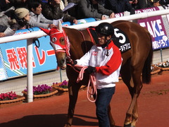 20170225 阪神9R 丹波特別(500) レーヌドブリエ 13