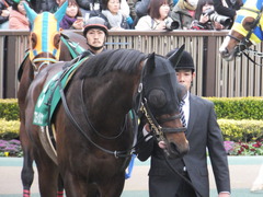 20170205 東京11R 東京新聞杯(G3) プロディガルサン 09