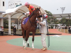 20190206 大井11R 金盃(S2) ユーロビート 19