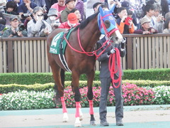 20181117 東京11R 東スポ杯2歳S(G3) アドマイヤスコール 11