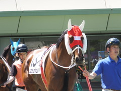 20140517 東京7R ショウナンアポロン 03