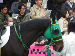 20180414 中山2R 3歳未勝利 アイコンタクト 12