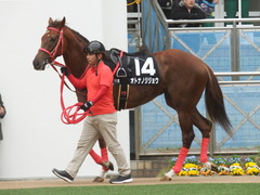 20190310 中山11R アネモネS 3歳牝馬OP オトナノジジョウ 17