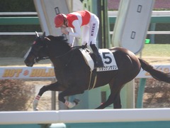 20190119 中山2R 3歳未勝利 ショウナンサジン 17