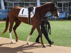20150228 中山3R 3歳未勝利 ショウナンアイ 04