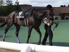 20170903 札幌11R 丹頂S(OP) マイネルサージュ 11