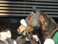 20180114 中山11R 京成杯(G3) ダブルシャープ 22