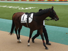 20141026 東京8R オウケンブラック 07