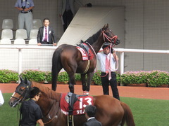 20170924 阪神11R 神戸新聞杯(G2) 3歳OP ホウオウドリーム 18