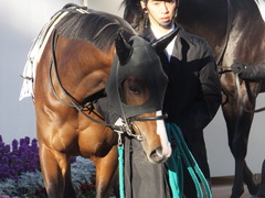 20160124 中山12R 4歳上1000万下 ロジダーリング 04
