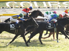 20150221 東京9R 4歳上1000万下 オウケンブラック 12