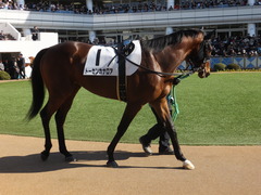 20150125 中山5R 3歳未勝利 トーセンカナロア 10