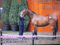 メジロオードリーの2016-1