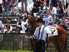20140517 東京4R レッドリベリオン 09