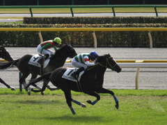 20141116 東京1R ラッシュアタック 14