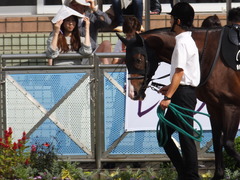 20150921 中山9R 白井特別 ロジダーリング 02
