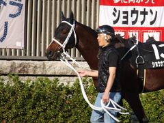 20141116 東京10R ショウナンアポロン 05