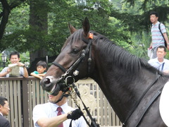 20150614 東京3R 3歳未勝利 コスモポッポ 09