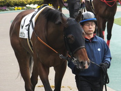 20170205 東京1R 3歳未勝利 メガポリゴン 12