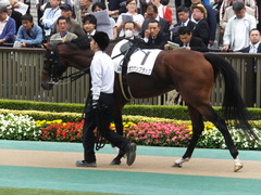 20141026 東京8R オウケンブラック 02