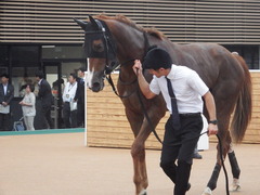 20180930 中山9R サフラン賞 2歳牝馬500万下 ポリアンサ 23