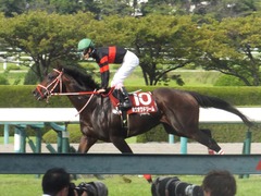 20170924 阪神11R 神戸新聞杯(G2) 3歳OP ホウオウドリーム 27