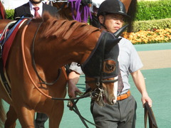 20190421 東京11R フローラS(G2) クラサーヴィツァ 06