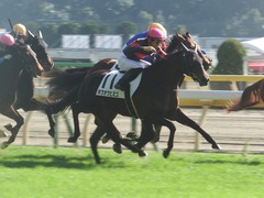 20181125 東京4R 2歳メイクデビュー ホウオウヒミコ 23