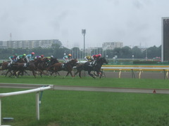 20110611メジロコウミョウ4
