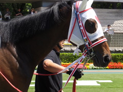 20170617 東京1R 2歳未勝利 サラート 11