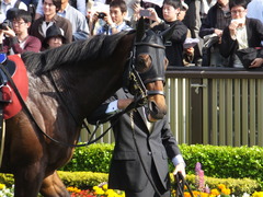 20160430 東京11R 青葉賞(G2) プロディガルサン 11