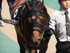 20160501 東京9R 陣馬特別(1000) オウケンブラック 06
