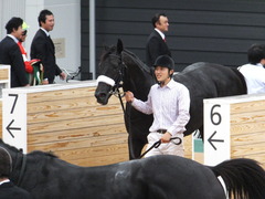 20150913 中山11R 京成杯AHC(G3) ショウナンアチーヴ 20