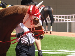 20160618 阪神8R 3歳上牝馬500万下 レーヌドブリエ 08