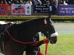 20140223 東京9R ショウナンラグーン 08