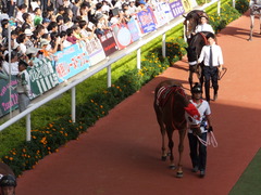 20150920 阪神11R ローズS(G2) レーヌドブリエ 12