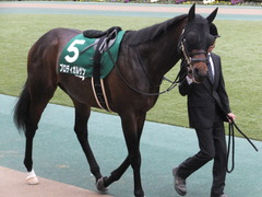 20170205 東京11R 東京新聞杯(G3) プロディガルサン 08