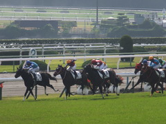 20151024 京都5R 2歳メイクデビュー ピッツバーグ 16