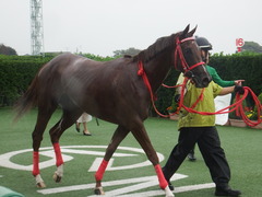 20180929 中山5R 2歳牝馬メイクデビュー オトナノジジョウ 29