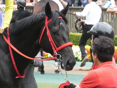 20170611 東京5R 2歳メイクデビュー 12