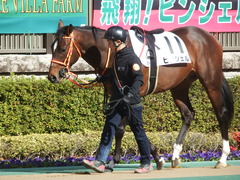 20190126 東京5R 3歳未勝利 ピンシェル 09
