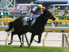 20170430 東京5R 3歳未勝利 ジュンマシュウ 21