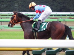 20171118 東京11R 東スポ杯2歳S(G3) ルーカス 18