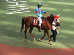 20150920 阪神11R ローズS(G2) レーヌドブリエ 17